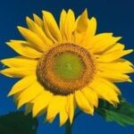 Wake Up Wednesday Durham NC Yellow Sunflower Logo